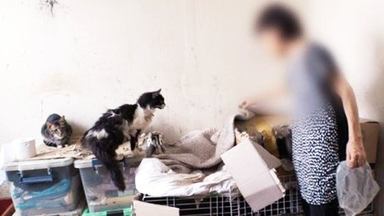 쓰레기집서 고양이 30마리와 사는 女…'유명가수' 누나였다 | 중앙일보