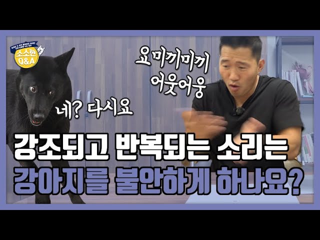 Do Sounds That Are Emphasized And Repeated Make Dogs Nervous? | Kang  Hyung-Wook'S Trivia Q&A - Youtube