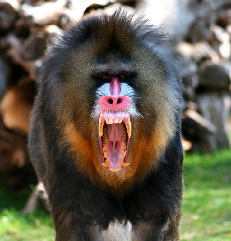 원숭이 중의 원숭이, 맨드릴개코원숭이 : 네이버 포스트